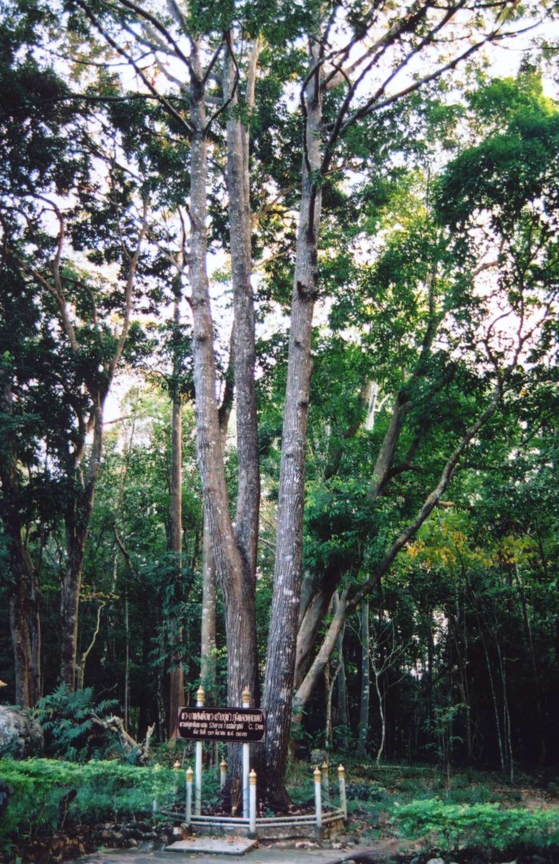 Shorea Canopy